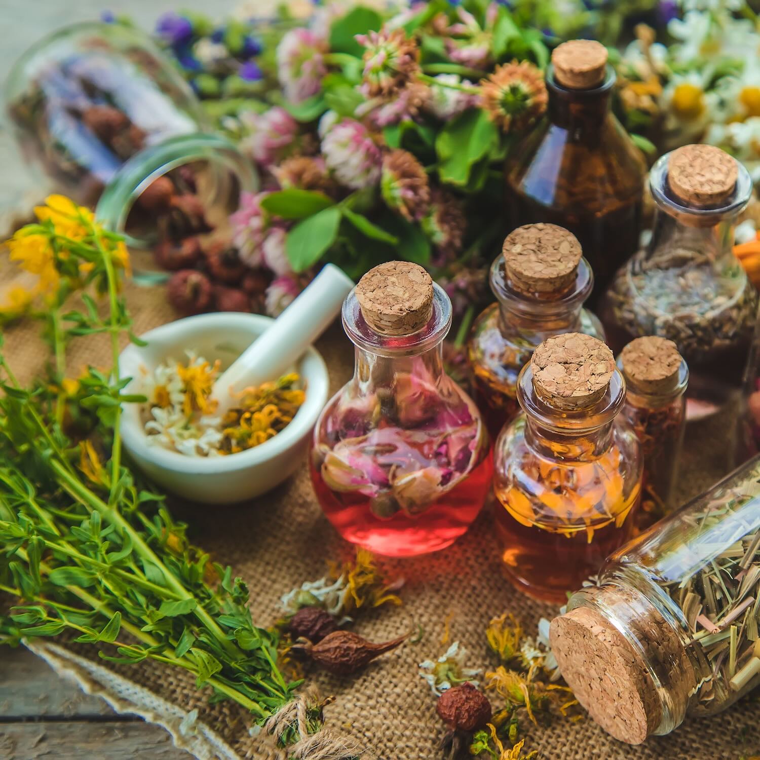 Phytothérapie, Pharmacie de la Palle, Saint-Étienne