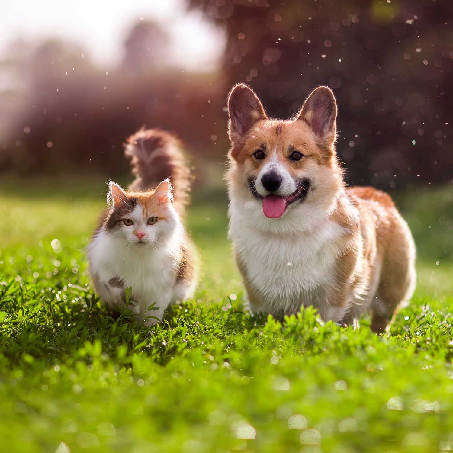Produits vétérinaires, Pharmacie de la Palle, Saint-Étienne
